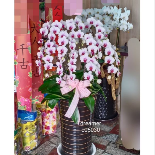 C蝴蝶蘭 蘭花盆栽 公祭 告別式 喪禮會場 殯儀館 憶盧園 教會 蘭花盆栽一盆 限台南市區運送 蝦皮購物