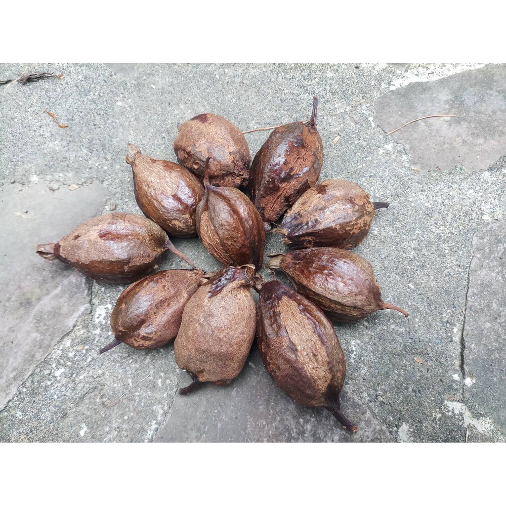 穗花棋盤腳種子夏夜煙火 蝦皮購物