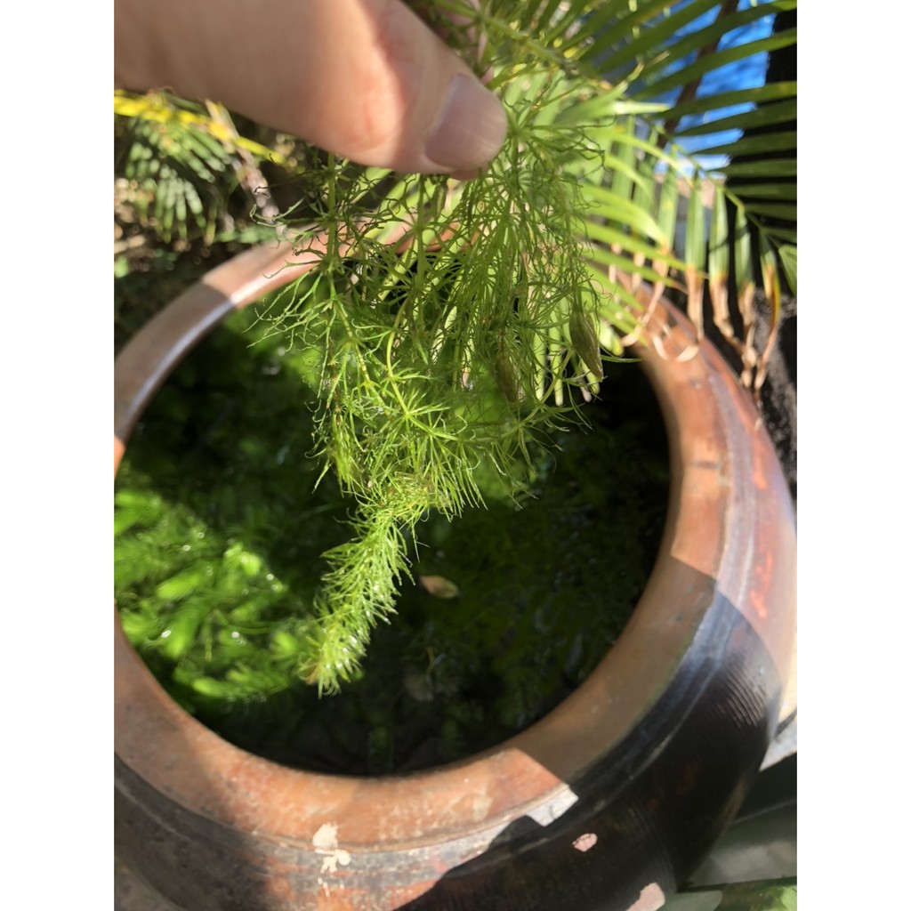 魚缸 現貨 水草金魚藻約cm 60cm 6元 私訊可寄平信 台南可以面交 蝦皮購物