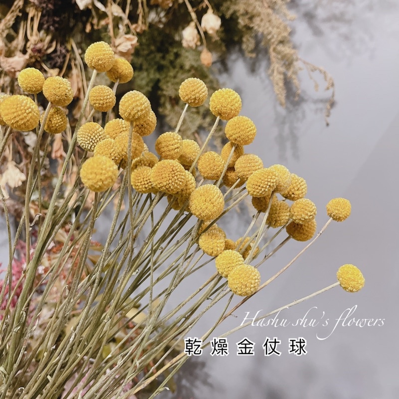 現貨 金丈球金丈花金仗球乾燥花乾燥花材乾燥花束乾燥花diy 花乾燥花材料乾燥花材料包花束diy 乾燥花