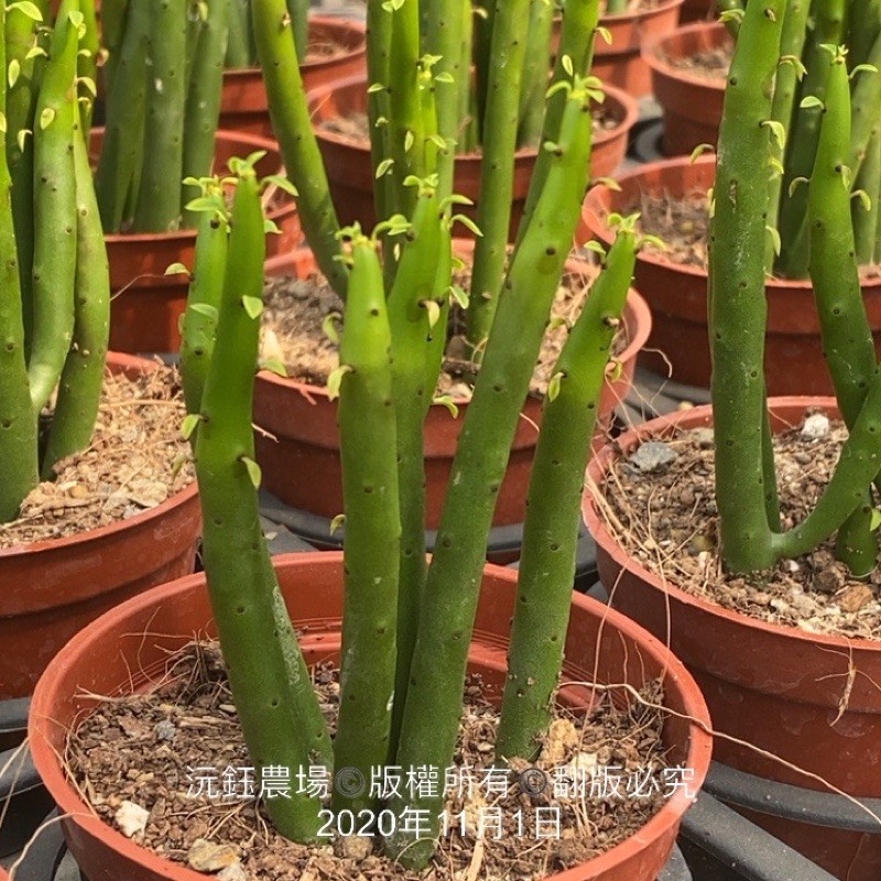 沅鈺農場仙人掌綠珊瑚 珊瑚大戟 蝦皮購物