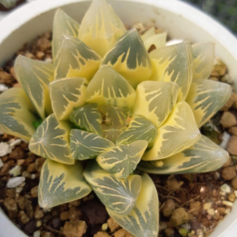 Haworthia ハオルチア花水晶オブツーサ錦 蝦皮購物