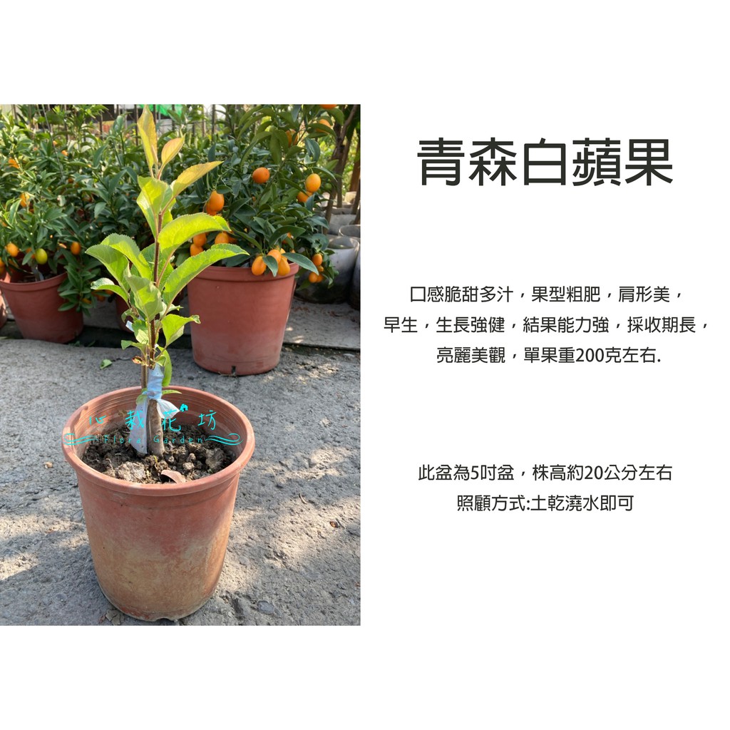 心栽花坊 青森白蘋果 白蘋果 5吋 蘋果品種 嫁接苗 水果苗 售價250特價0 蝦皮購物