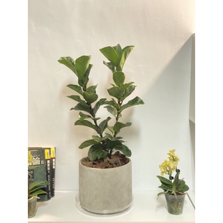 大型盆栽 園藝植作優惠推薦 居家生活22年6月 蝦皮購物台灣