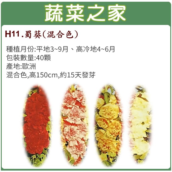 【蔬菜之家滿額免運】H11.蜀葵種子40顆(混合色，高150cm.花卉種子)花卉 花類種子