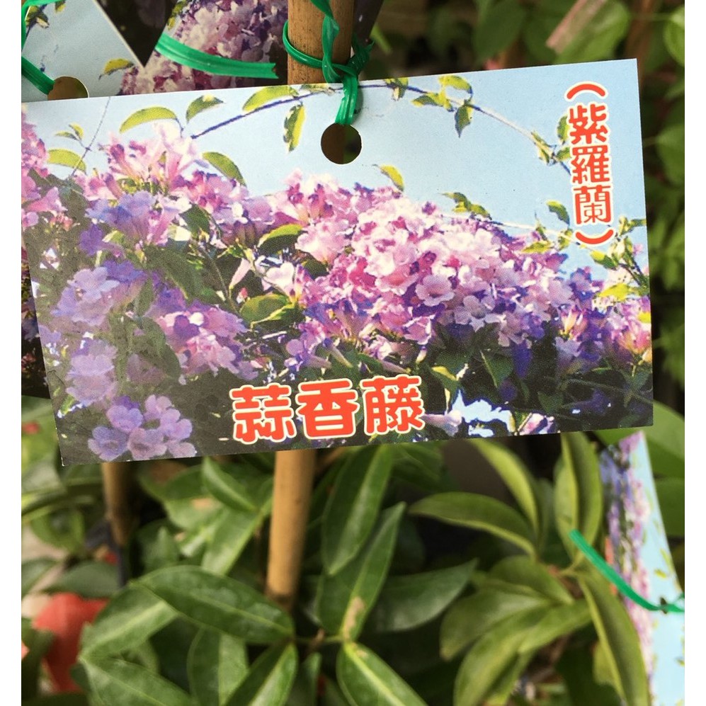ㄧ禪種苗園 粉鈴紫鐘 蒜香藤 紫鈴藤 藤蔓植物 4 5吋盆 蝦皮購物