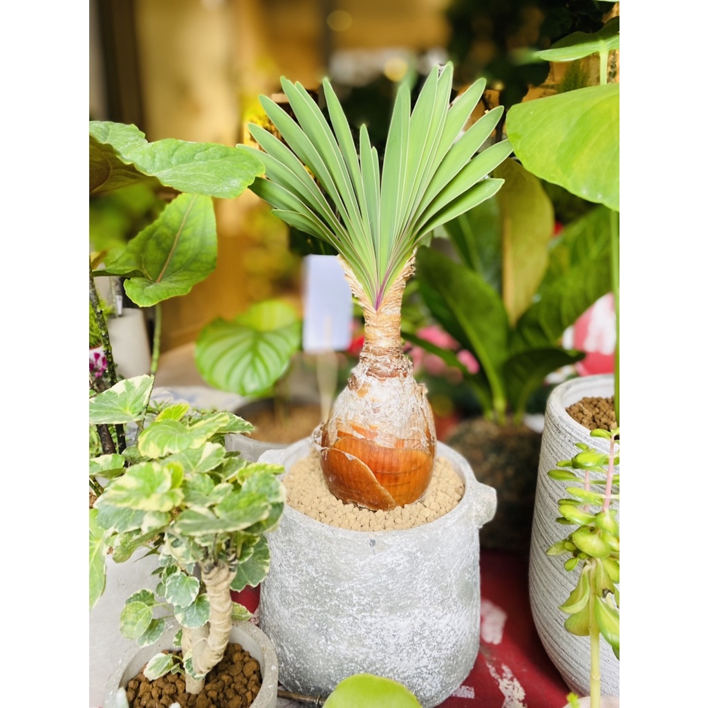 雙木林嚴選 觀賞葉植栽塊根植物布風草水泥盆僅限親送 蝦皮購物