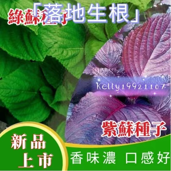 【落地生根】香料種子 紫蘇種子 陽臺盆栽 綠紫蘇 雙色紫蘇 四季種植蔬菜種子