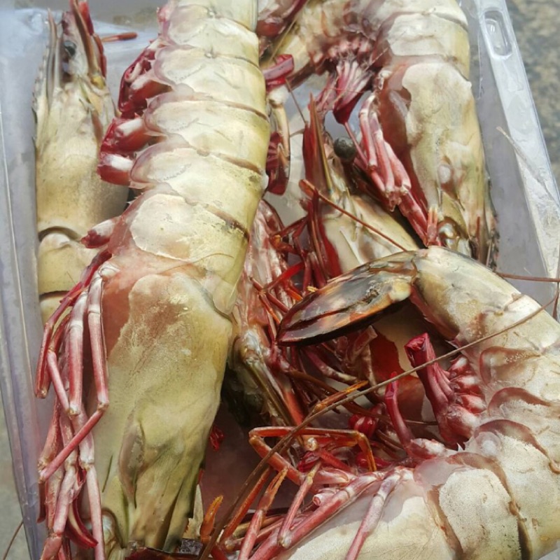 野生活凍大海草蝦，台灣活凍角蝦