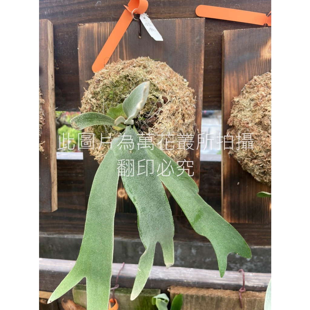 ☆萬花叢★觀葉植物【銀鹿鹿角蕨】★3號板★高約25-45cm☆(超取限一盆)