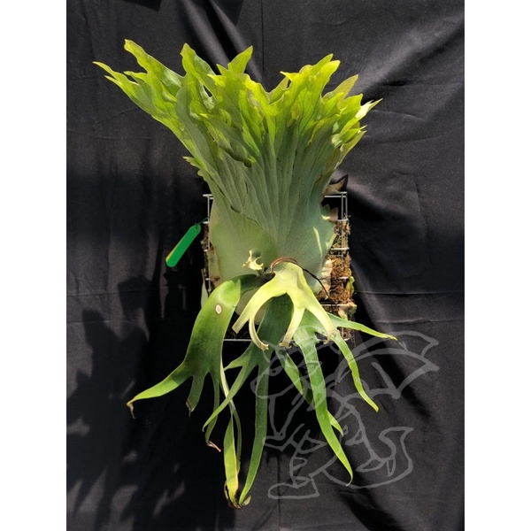 P.willinckii Dwarf Tatsuta vp Platycerium willinckii cv. Dwarf Tatsuta