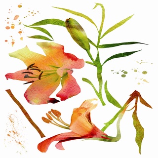 義大利進口HOME DECOR 牆壁貼飾 70cmX100cm 水彩花(C57718)