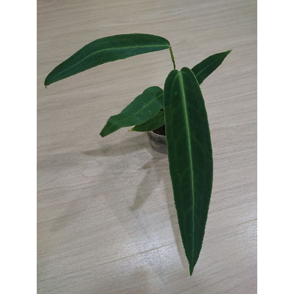 🎍蒔園🎍火鶴之后種子苗(黑x綠) Anthurium warocqueanum (Dark form x Green)