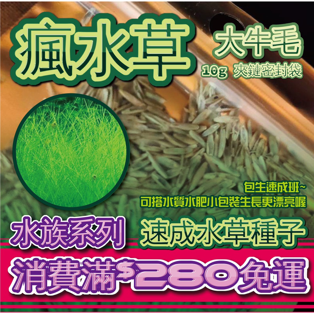 价格从 164 71 花汐 32款水草種子速成草種子水草水族箱浴缸造景種 Best Price Products