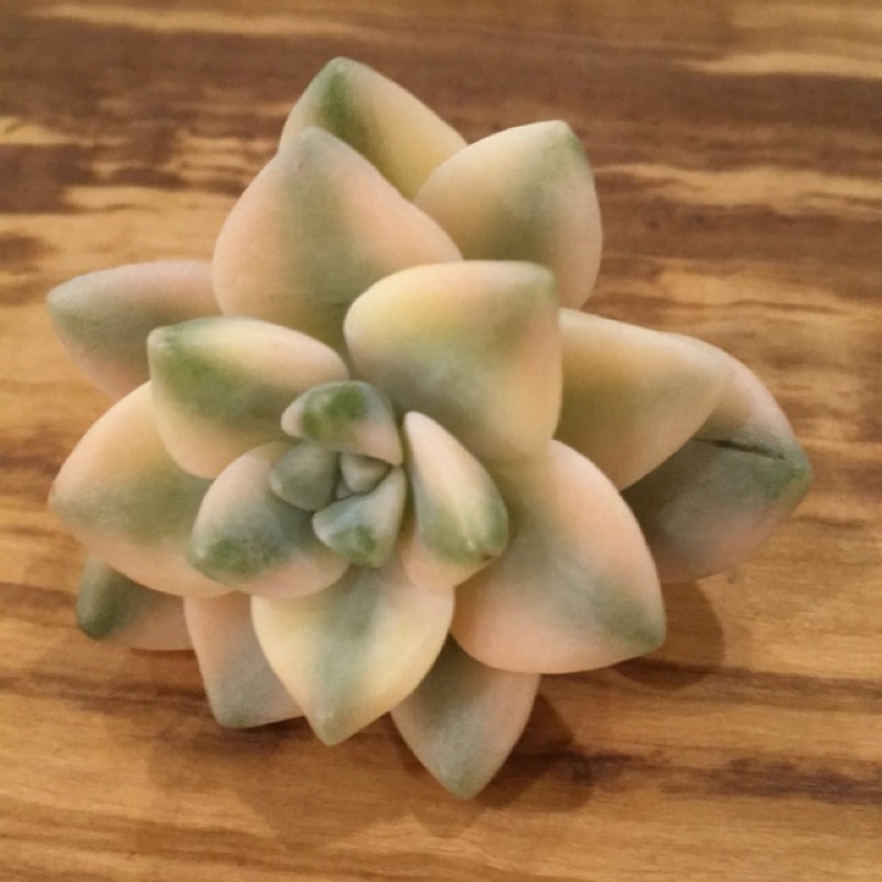 淡雪錦 進口多肉植物 蝦皮購物