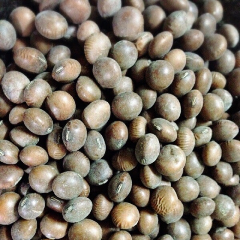 台灣屏東產茶豆 蜜香 600克 蝦皮購物