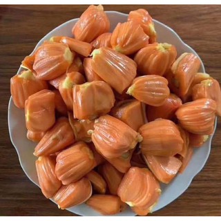 卉迎園藝 泰國紅波羅蜜嫁接苗高度60公分
