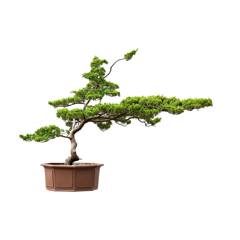 大型真柏飄飄品盆栽松柏大品 蝦皮購物