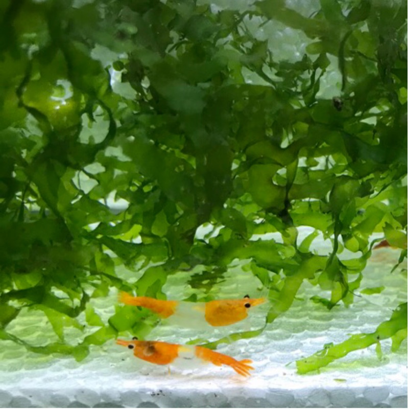 橘琉璃米蝦 高級活餌高級飼料 蝦皮購物