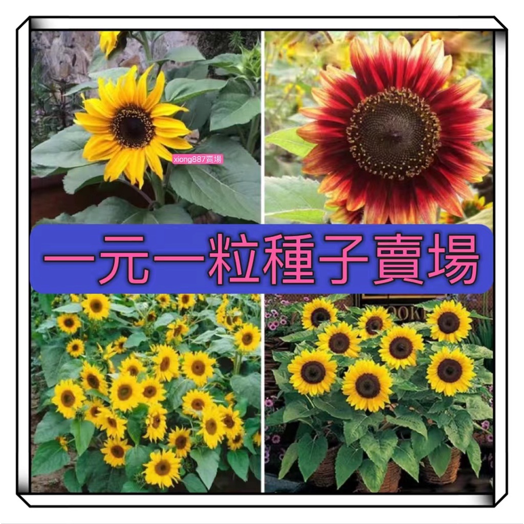 1元1粒 日葵種子觀賞向日葵種子籽四季室內陽台矮迷你小盆栽易種植食用葵花卉種孑新店促銷限時特價 蝦皮購物