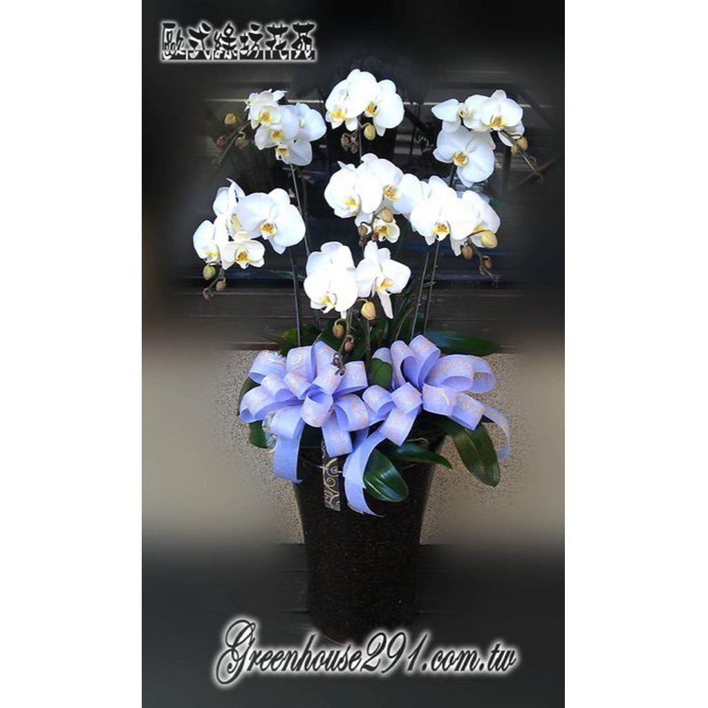 歐式綠坊花苑 Gtco223 告別追思蝴蝶蘭盆景 7株a級 筆筒高盆 桃園市蘆竹區花店蘆竹蘭花盆栽南崁蘭花盆景