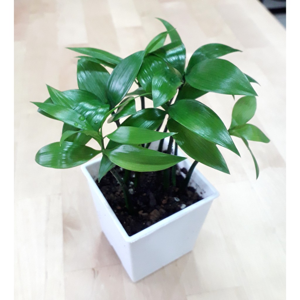 竹柏 3寸 室內清淨空氣盆栽 室內植物觀葉植物 花樣渼栽盆栽生活館 蝦皮購物