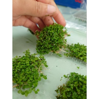 阿馨水草屋。水草造景-趴地珍珠/新大珍珠草皮現綁4×4不鏽鋼鐵片（出貨時水上葉）水草缸專賣店