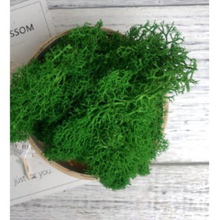 80克馴鹿苔草花藝材料永生苔草moss草模型灌木乾燥花佈置 蝦皮購物