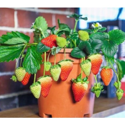 當天發貨 四季草莓種子 奶油草莓種子 超甜 奶油草莓 爬藤草莓 易種植易養活 水果草莓種子發芽率高達95%