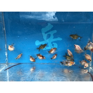 金魚要這樣養 書輯附全彩金魚品種圖鑑 晨星出版 藍壽琉金蝶尾珍珠鱗 蝦皮購物