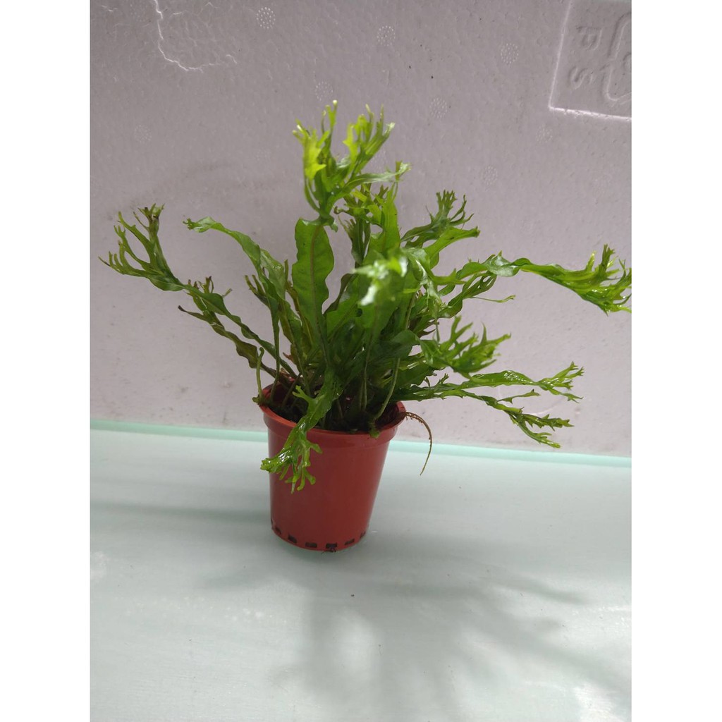 阿馨水草屋 陰性水草 鹿角鐵皇冠紅盆 蝦皮購物