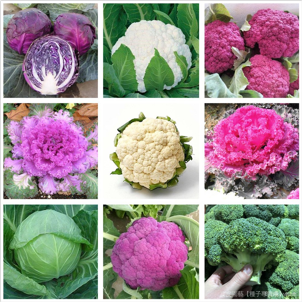 紫色花椰菜 Ptt Dcard討論與高評價網拍商品 21年9月 飛比價格
