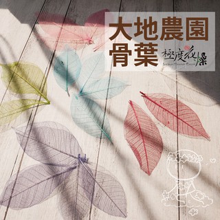 菩提樹的價格 比價撿便宜