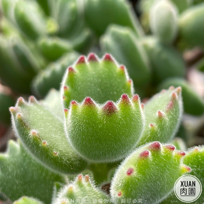 一吋迷你盆 熊童子 多肉植物 熊掌 多肉 景天科 療癒小物 組盆 可愛 辦公室 Xuan肉園 蝦皮購物