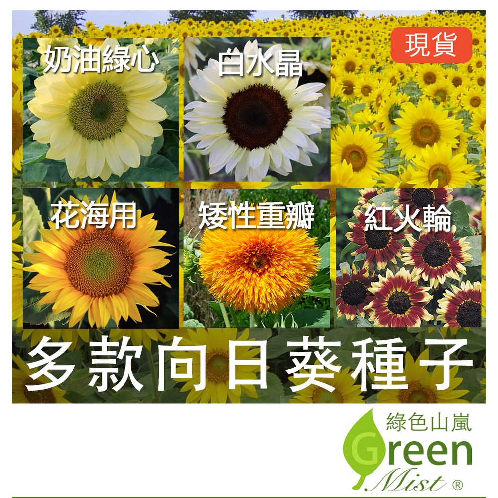 向日葵種子 優惠推薦 22年10月 蝦皮購物台灣