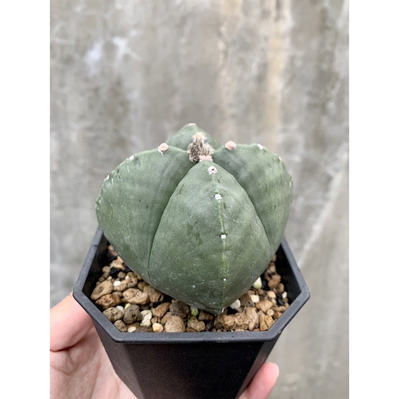 植雨 四方鸞鳳玉仙人掌 蝦皮購物