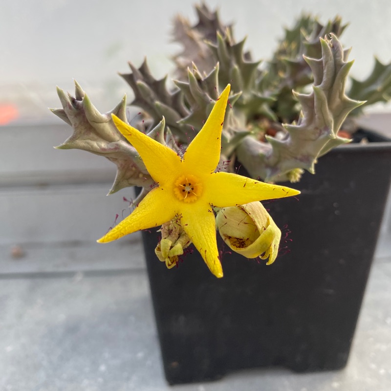 蘿藦科 Orbea lutea 枝條販售