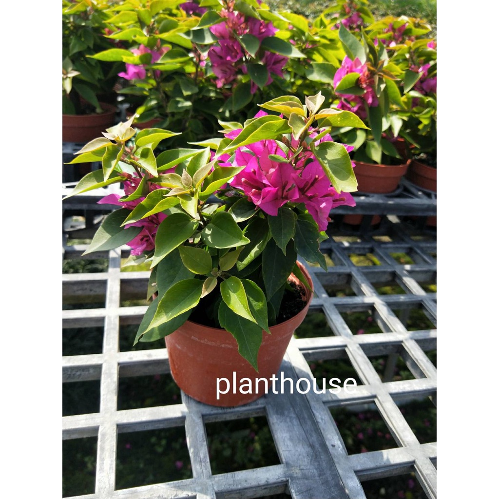 ●○植宅●○九重葛(不挑色)●○3吋盆●○季節花卉●○