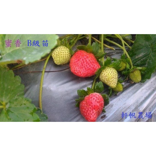 草莓苗  B級苗（雲香、蝴蝶、晨香、...) 軒帆農場