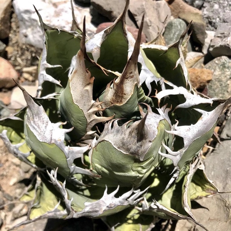 Agave Oteroi 綠皮/藍皮 嚴龍種子 2024進口 同稱Agave titanota/ Fo-076