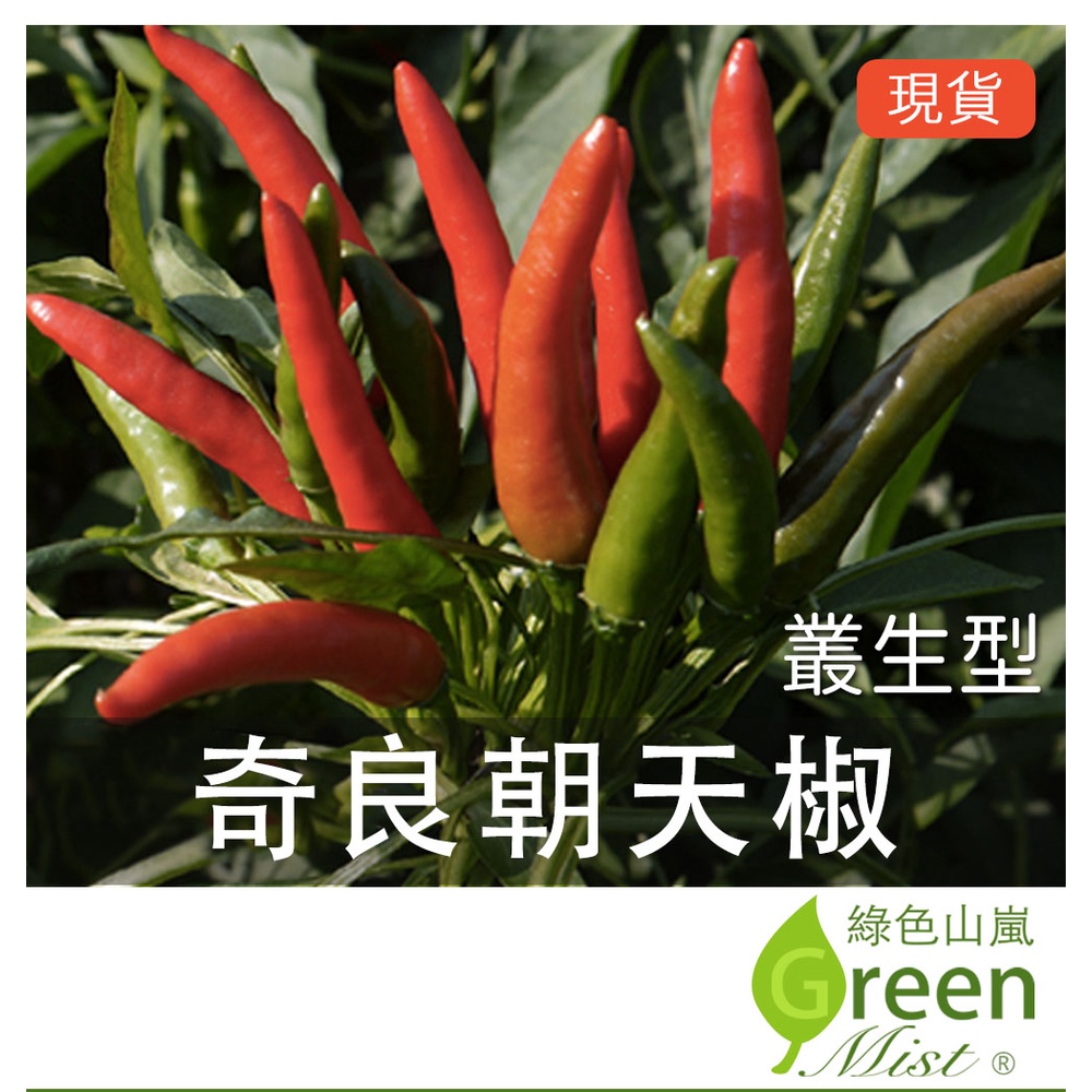 現貨- 奇良朝天椒(叢生) (15粒種子)辣椒種子 蔬菜種子【綠色山嵐】
