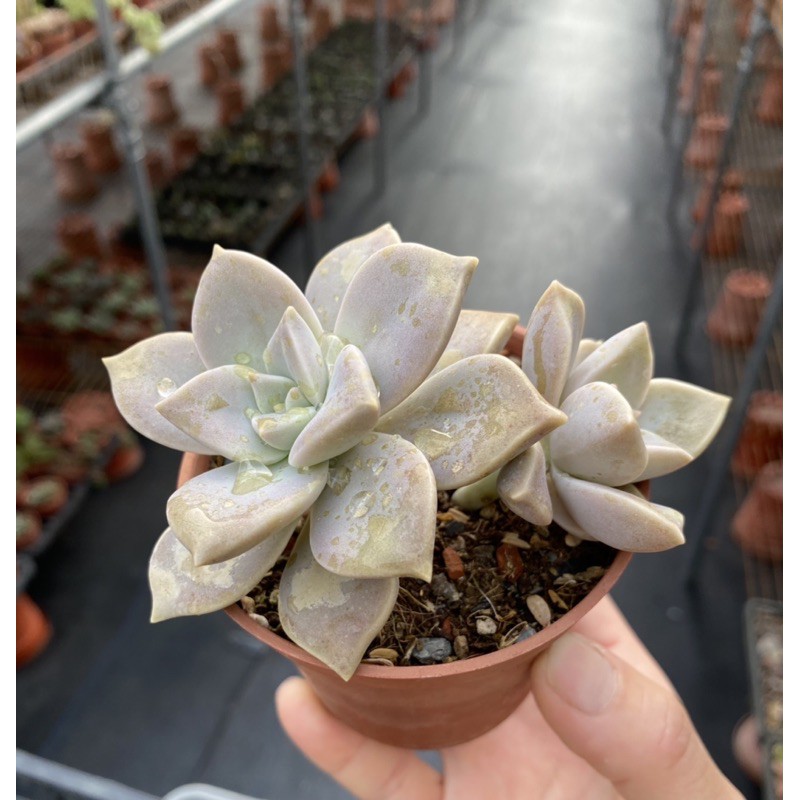 紅瓦仙肉屋朧月老 多肉植物 石蓮花 可食用 一物一拍編號 75 蝦皮購物