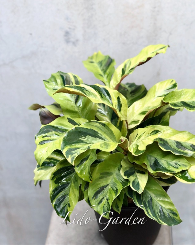 大理石竹芋 黃油畫竹芋 初春開始最美的時候 蝦皮購物