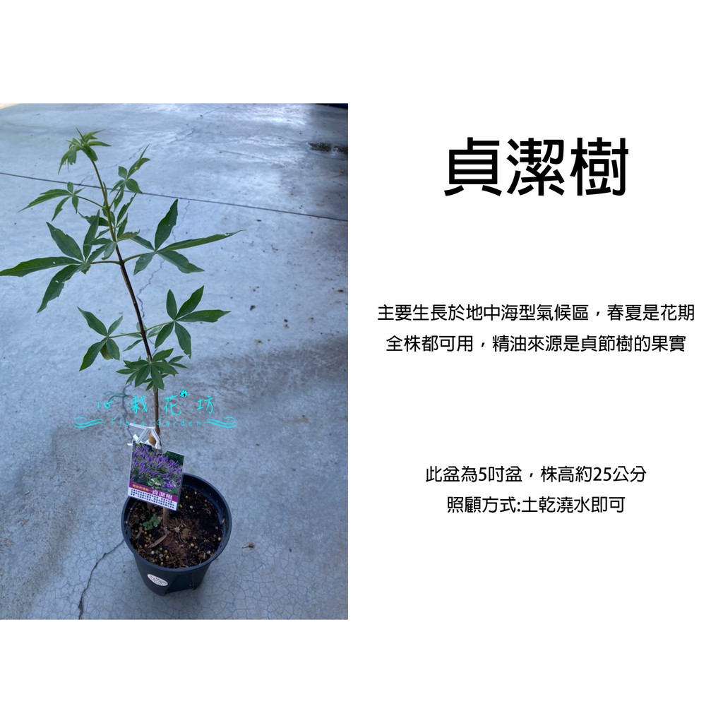 心栽花坊-貞潔樹/5吋盆/觀花植物/綠化環境/售價250特價200