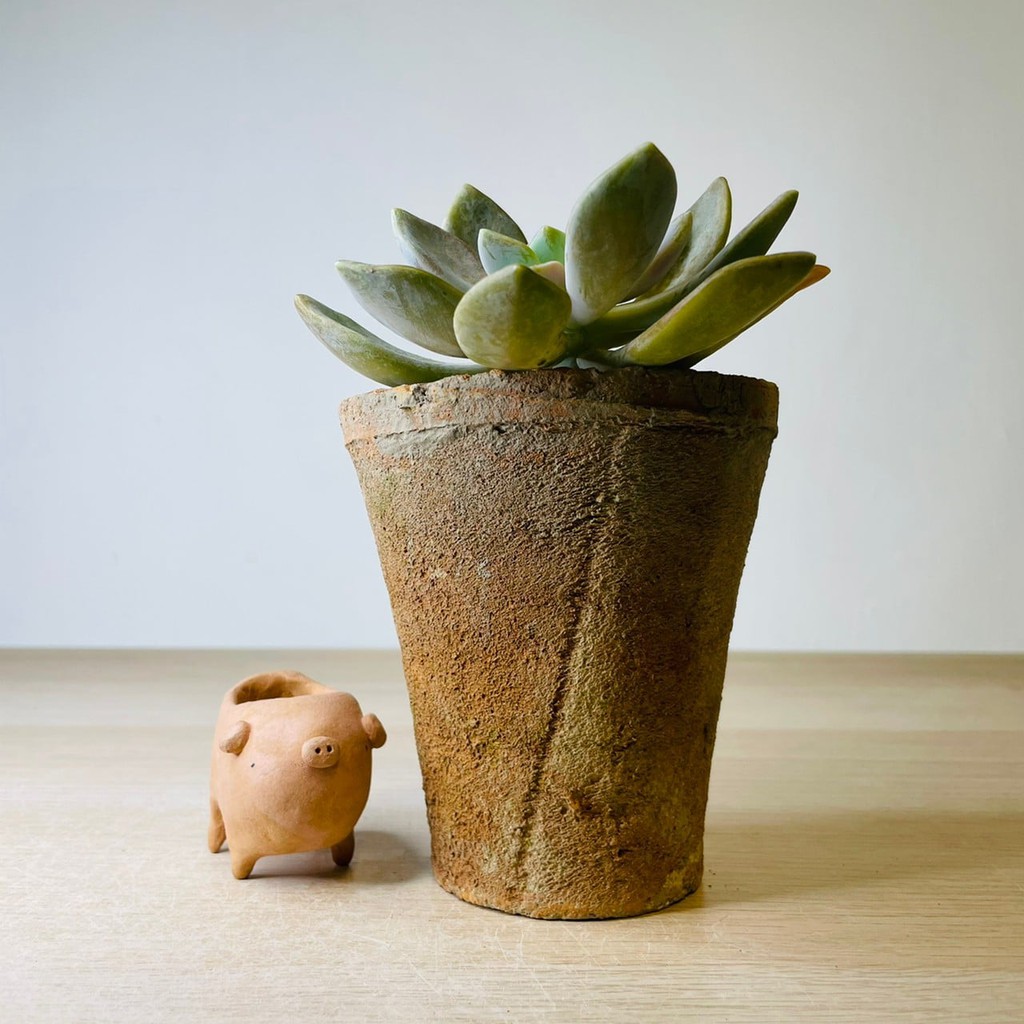 Rainxpluie 知雨若泥植物 多肉 空氣鳳梨 花盆 陶盆 花器 花瓶 盆器 花邊結時光走廊系列縮腰 蝦皮購物