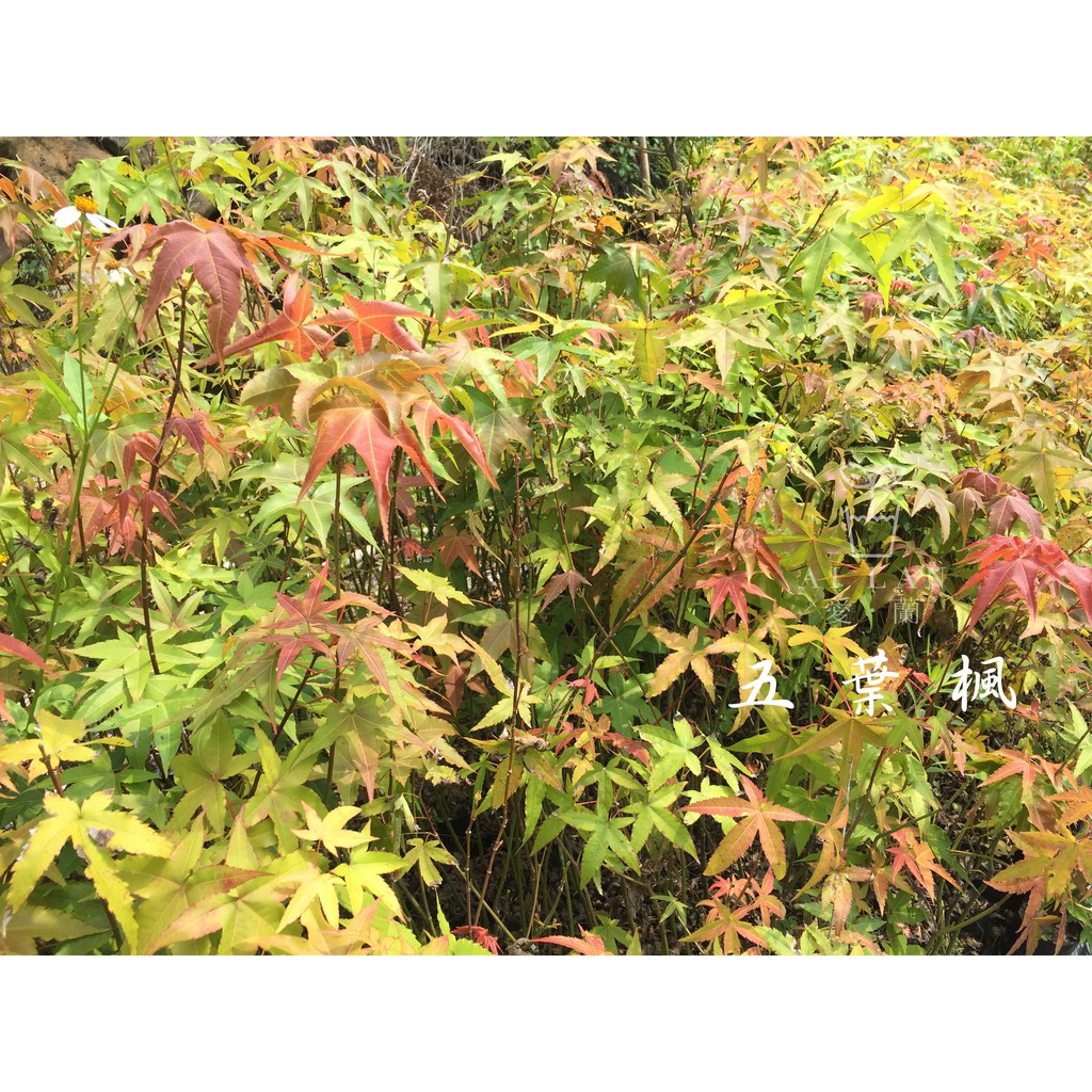 愛蘭植栽 造林 景觀用苗木 青楓 蝦皮購物