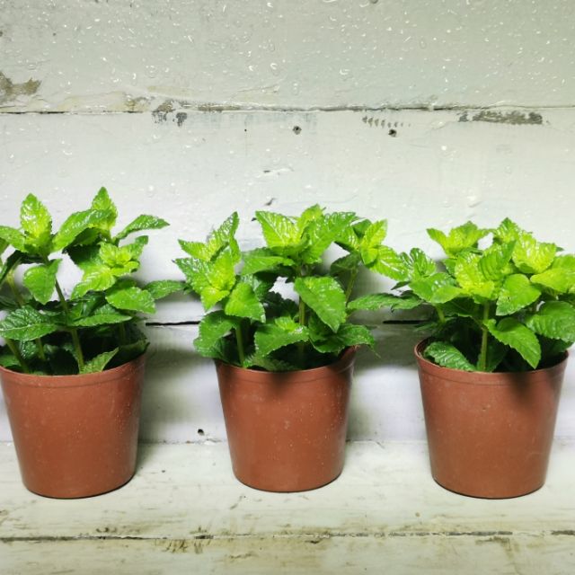 Samgreen 仙草盆栽 3吋盆 藥材植栽 退火仙草茶 蝦皮購物