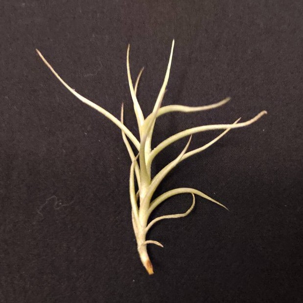 空氣鳳梨－安地可樂 (雨林)－ Tillandsia  lorentziana (RFI)－小型針葉質感品種
