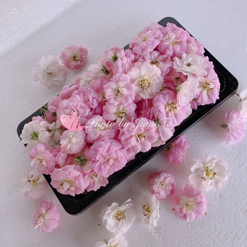 新鮮食用花單一品種 需要提前預訂 石竹 天使薔薇 美女櫻 蝦皮購物