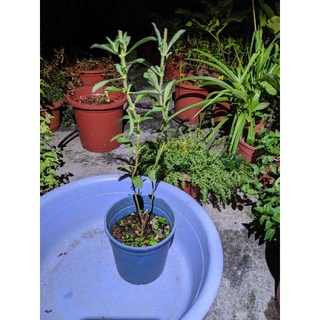 香草苗-甜菊（Stevia rebaudiana）